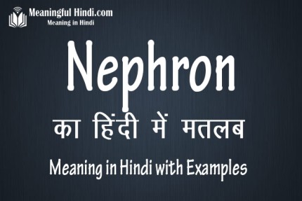 Nephron Meaning in Hindi नेफ्रॉन का मतलब हिंदी में | Matlab & Arth