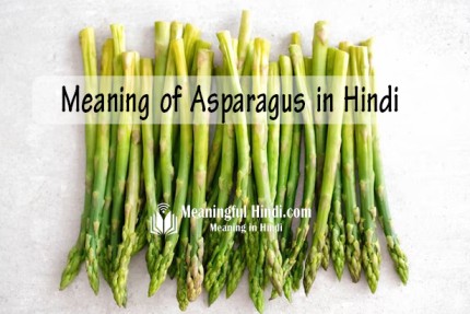 Asparagus Meaning in Hindi