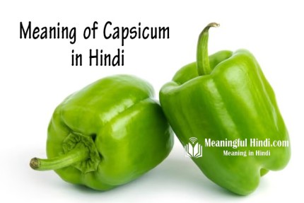 Capsicum Meaning in Hindi