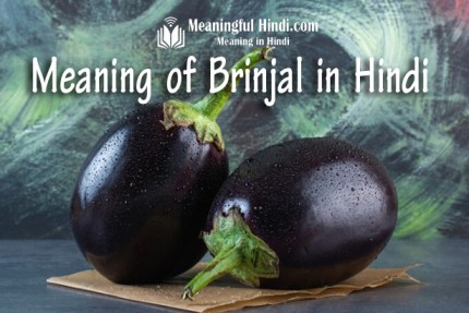Brinjal Meaning in Hindi