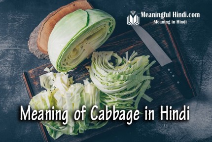 Cabbage Meaning in Hindi
