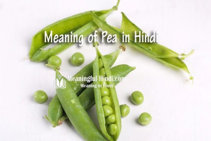 Pea Meaning in Hindi