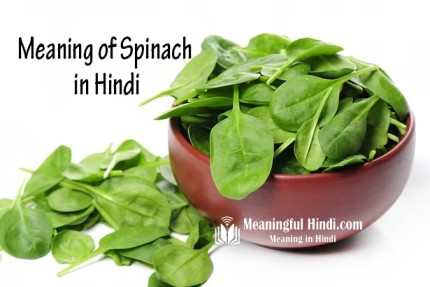 Spinach Meaning in Hindi