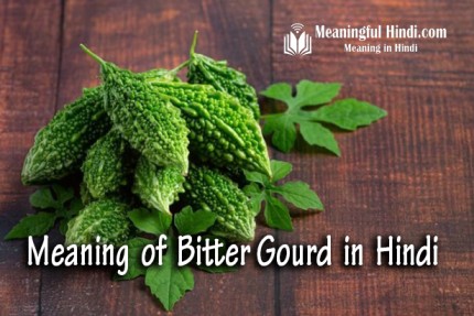 Bitter Gourd Meaning in Hindi