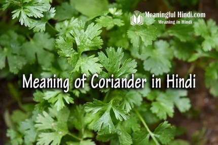 Coriander Meaning in Hindi
