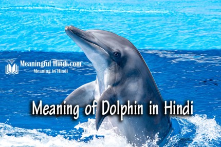 Dolphin Meaning in Hindi