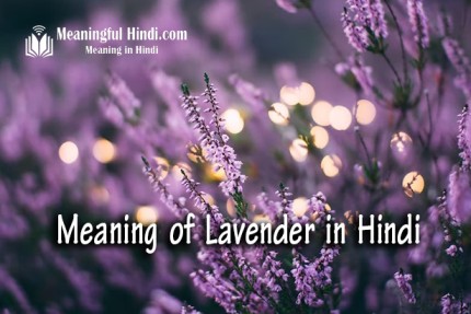 Lavender Meaning in Hindi