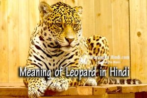 leopard essay in hindi language