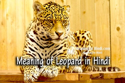 Leopard Meaning in Hindi