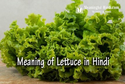 Lettuce Meaning in Hindi
