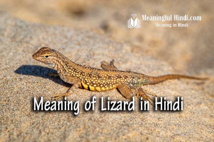 Lizard Meaning in Hindi