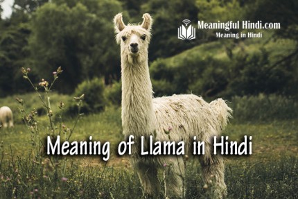 Llama Meaning in Hindi