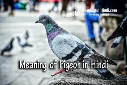 Pigeon Meaning in Hindi