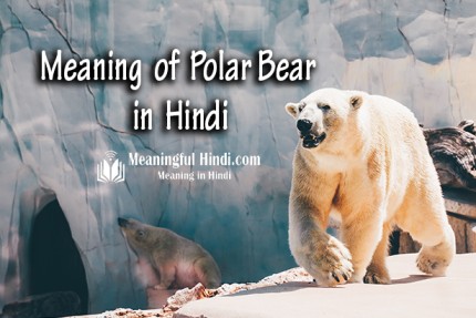 Polar Bear Meaning in Hindi