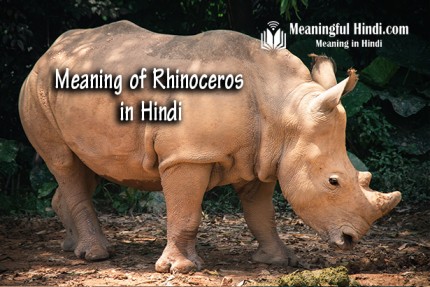 Rhinoceros Meaning in Hindi