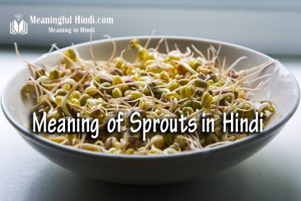 Sprouts Meaning in Hindi
