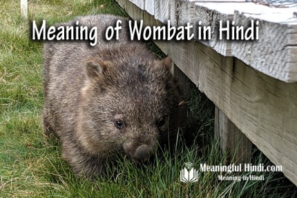Wombat Meaning in Hindi