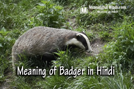 Badger Meaning in Hindi