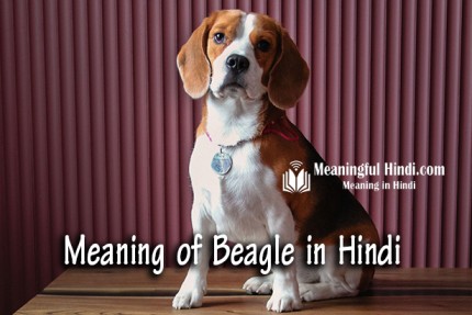 Beagle Meaning in Hindi