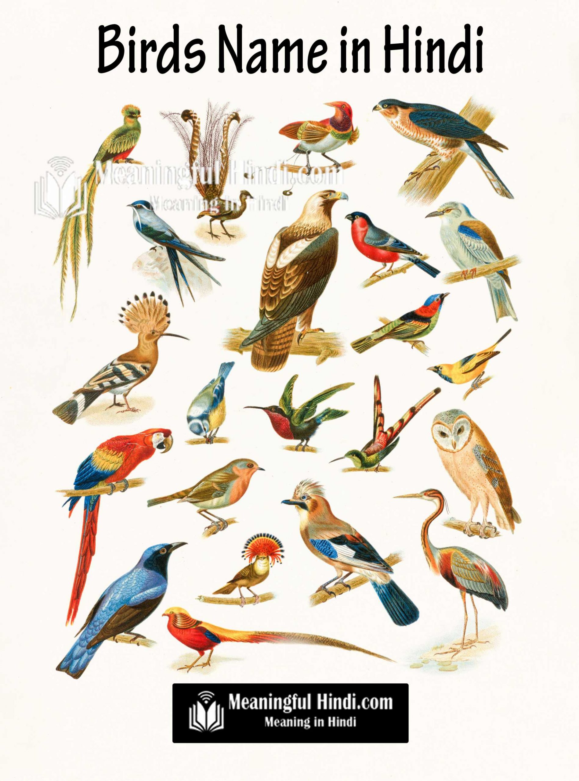 Birds Name In Hindi And English A To Z List 