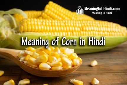 Corn Meaning in Hindi