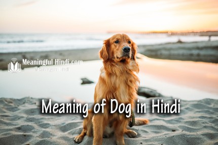 dog meaning in hindi