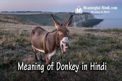 Donkey Meaning in Hindi