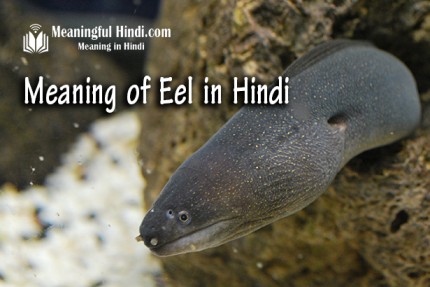 Eel Meaning in Hindi