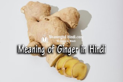 Ginger Meaning in Hindi