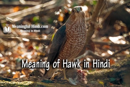 Hawk Meaning in Hindi