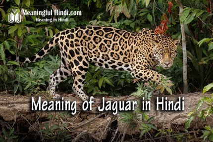 Jaguar Meaning in Hindi