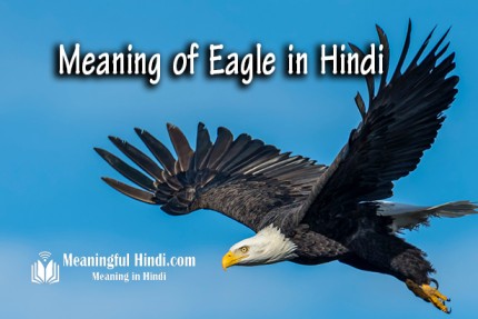 Eagle Meaning in Hindi