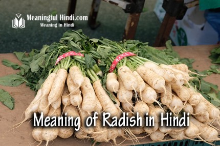 Radish Meaning in Hindi