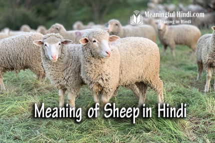 Sheep Meaning in Hindi