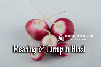 Turnip Meaning in Hindi